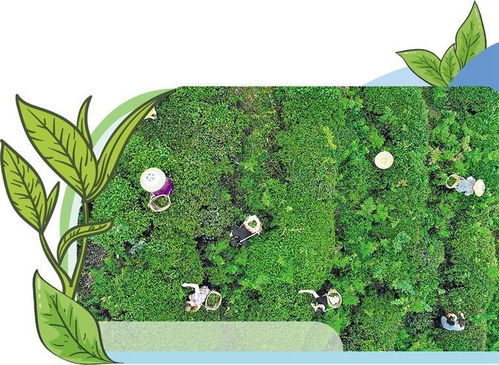 湖南安化黑茶年加工量达8.6万吨 实现综合产值238亿元 点绿成金 增收有道