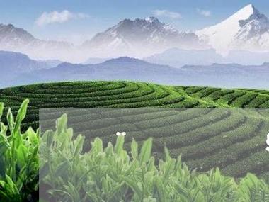 四川普洱茶工厂排名前十普洱茶叶公司排名