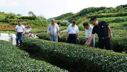 贵州大学茶叶和食品专家学者为我县高山生态有机茶发展把脉问诊