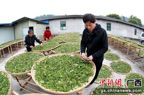 桂林兴安华江乡入选全国百条红色茶乡旅游精品路线