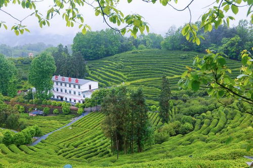 汉中西乡 打造最美茶乡,特色农业引领茶旅融合新篇章
