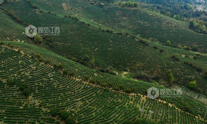 茶种植基地永新位于江西西部,与井冈山紧密相连,是著名的红色故土