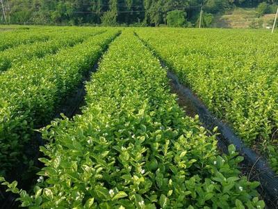 茉莉花采摘正好当时 茶产业发展形势良好
