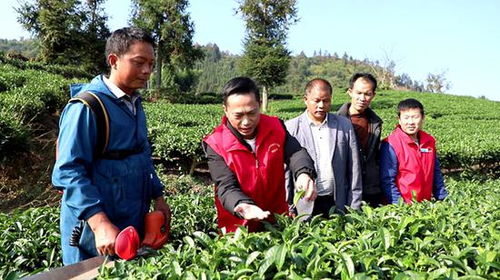 贵州三都 10万余亩茶园开启 冬管 模式
