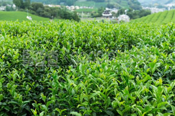 绿茶种植园