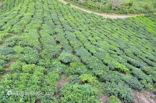 马来西亚卡梅伦高地茶叶种植园